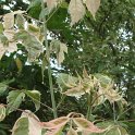 Acer negundo 'Flamingo' feuille